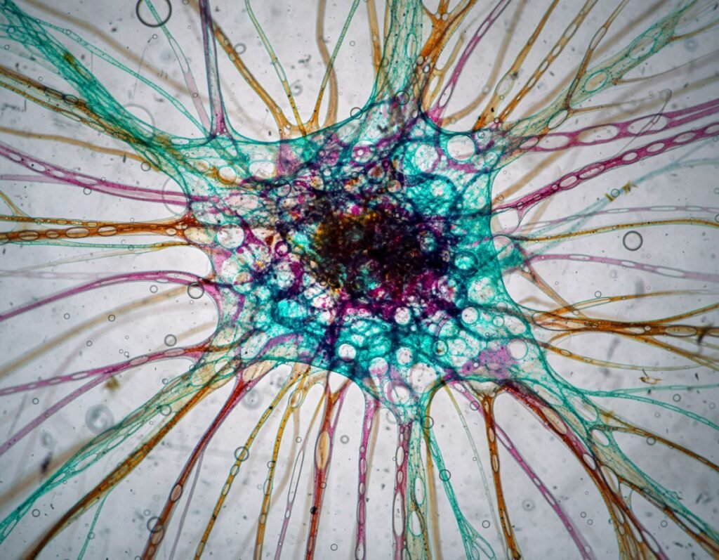 Illuminated Neural Connectivity in the Human Brain Microenvironment