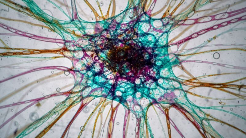 Illuminated Neural Connectivity in the Human Brain Microenvironment