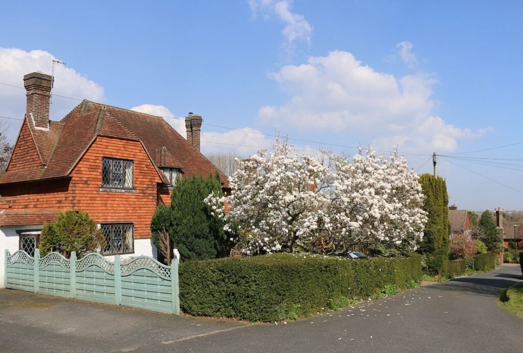 Flowering magnolia tree in Ratton, Eastbourne - geograph.org.uk - 7130536