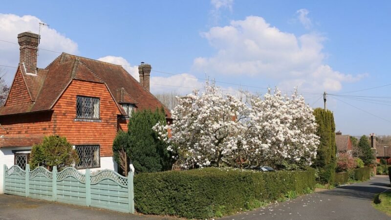 Flowering magnolia tree in Ratton, Eastbourne - geograph.org.uk - 7130536