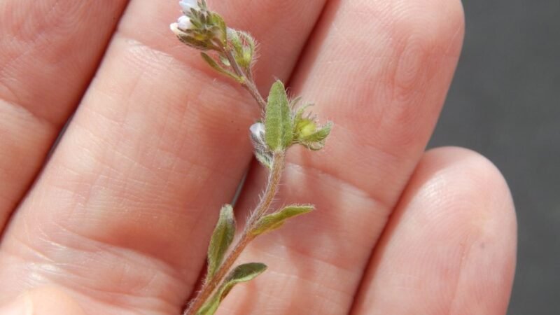 File:Starr-140502-0478-Lappula occidentalis var occidentalis-flowers leaves stem-HVC parking lot HNP-Maui (25123806922).jpg