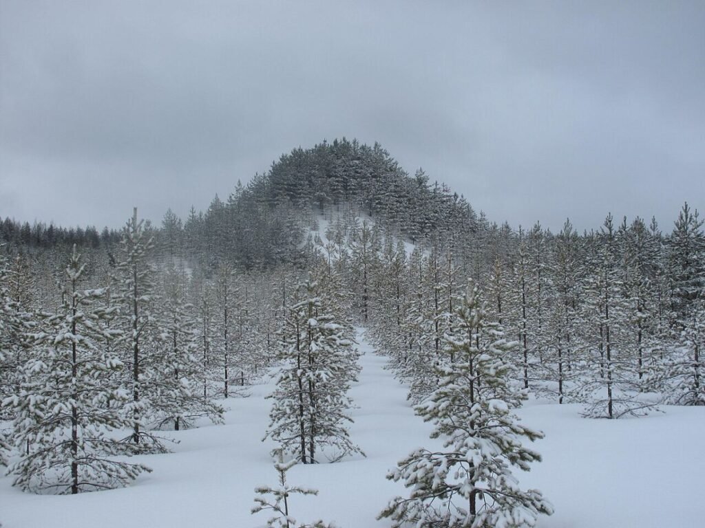 Tree Mountain