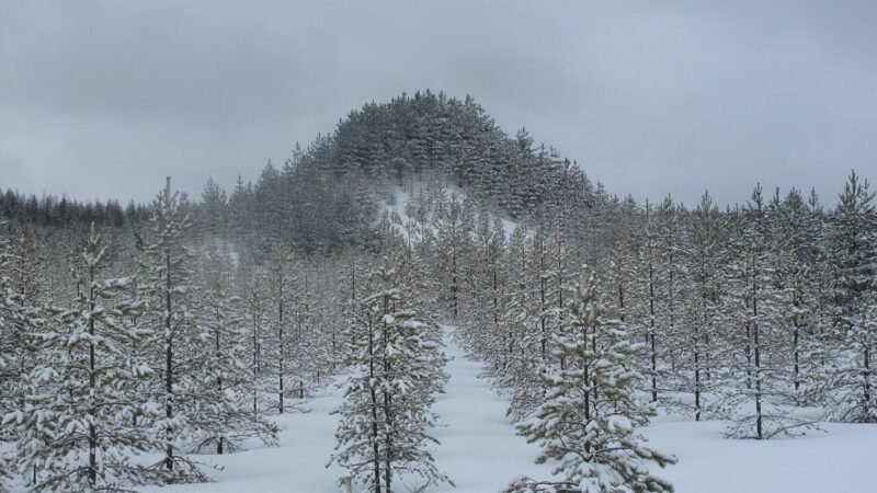Tree Mountain