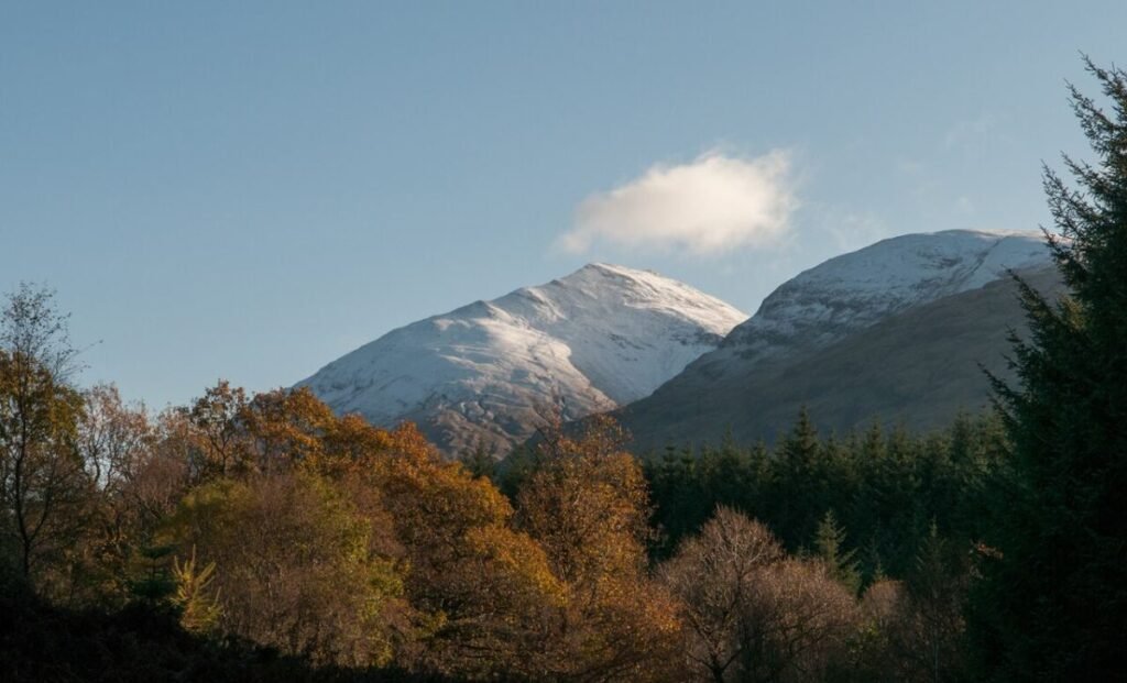 Deciduous trees in coniferous plantation - geograph.org.uk - 5659707
