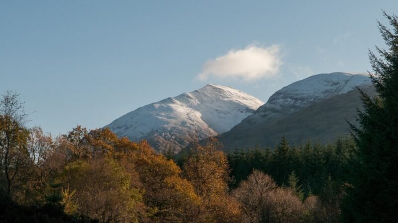 Deciduous trees in coniferous plantation - geograph.org.uk - 5659707