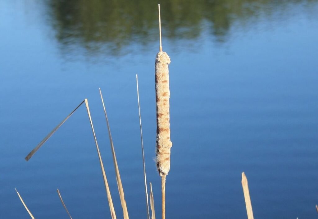 Gfp-common-marsh-plant