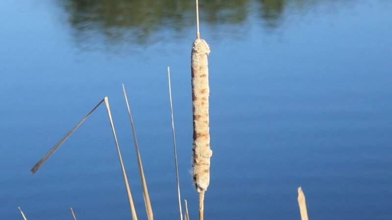 Gfp-common-marsh-plant