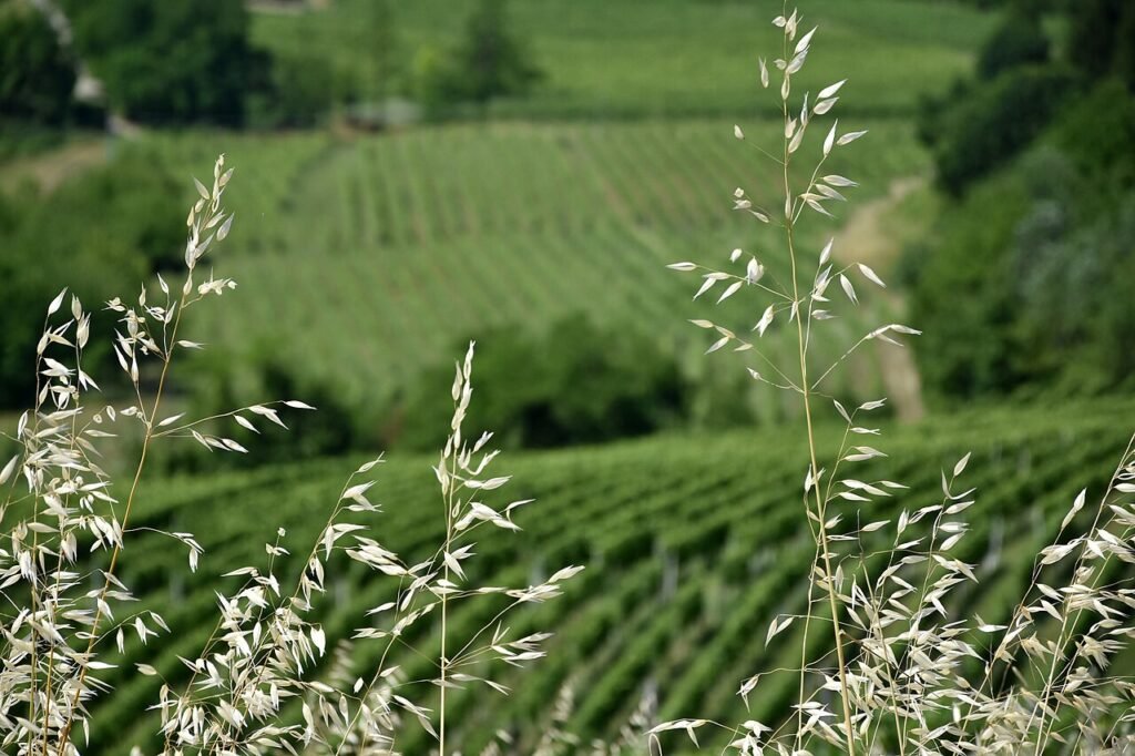 Nel cuore del Monferrato, quando l’ospitalità diventa filosofia di vita
