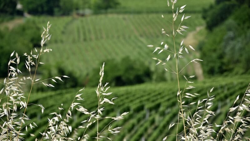 Nel cuore del Monferrato, quando l’ospitalità diventa filosofia di vita