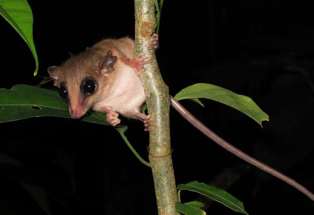 Tambopata, il laboratorio vivente della biodiversità amazzonica