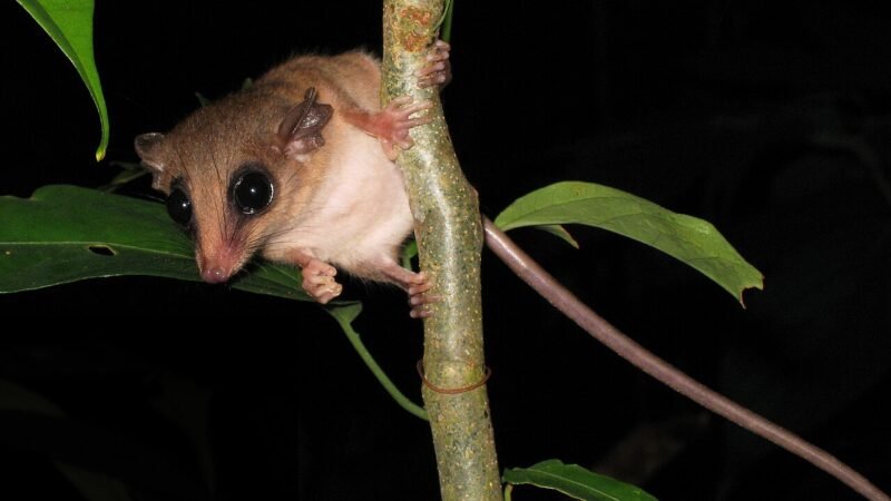 Tambopata, il laboratorio vivente della biodiversità amazzonica