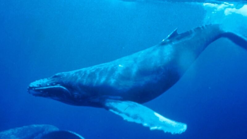 «Whalefall: nella balena»: dal romanzo di Daniel Kraus al cinema il 15 ottobre