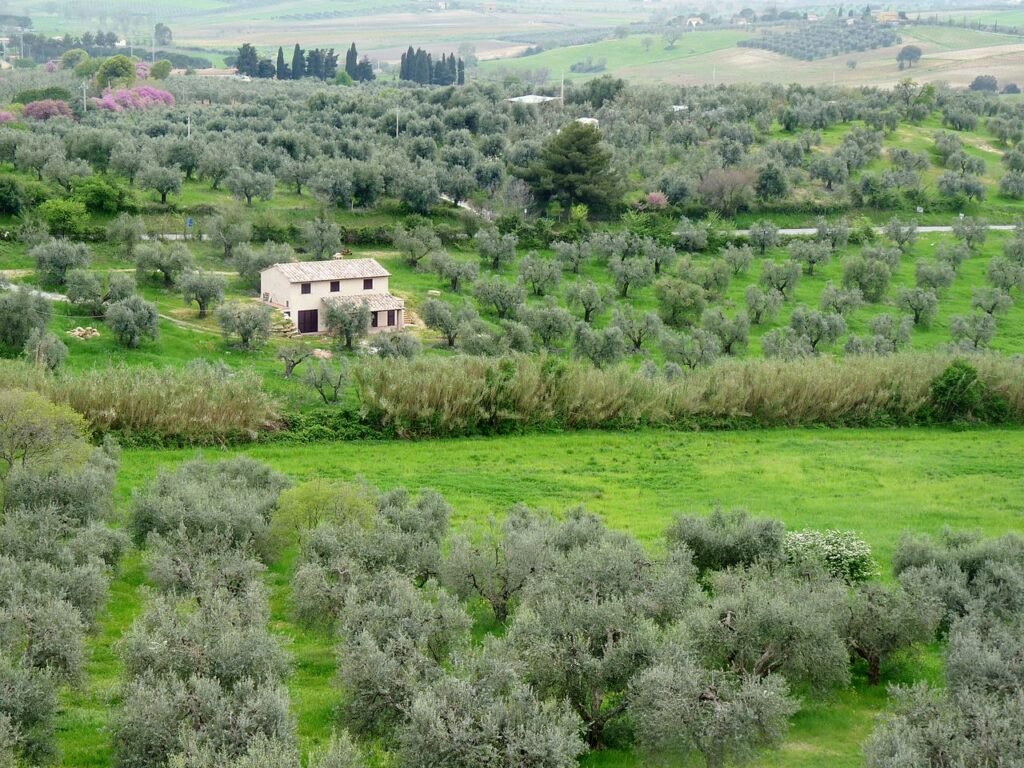 Sequerciani, il podere della Maremma che prova a tenere insieme vigna, orto, cucina e arte