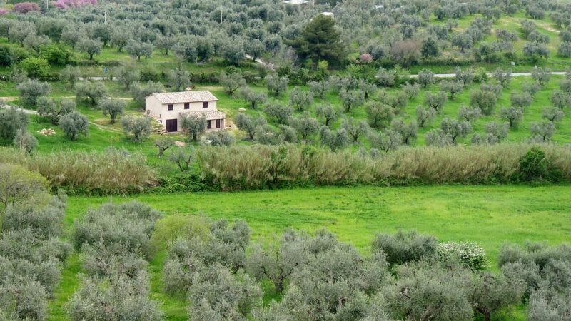 Sequerciani, il podere della Maremma che prova a tenere insieme vigna, orto, cucina e arte