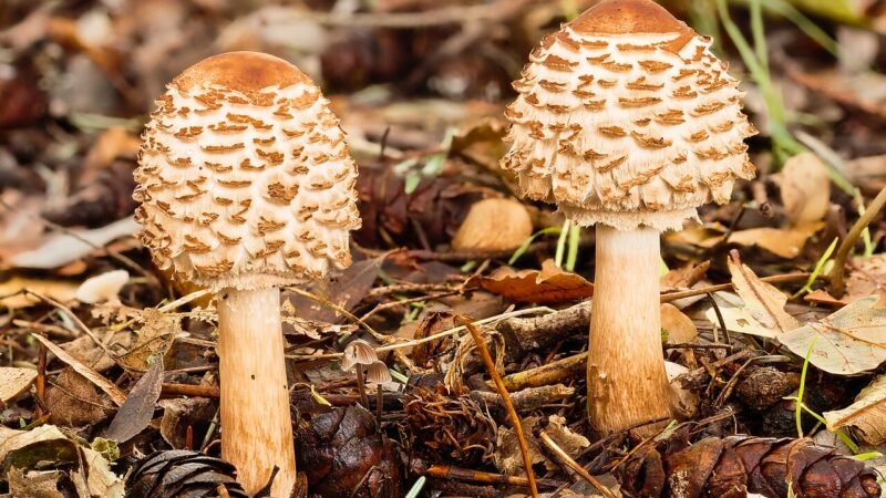 La conversione spiritista di chi ribelle il Messico