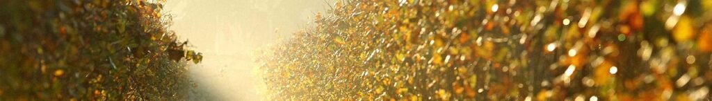 Il vino della Franciacorta fra discarica tossica e controlli mancati