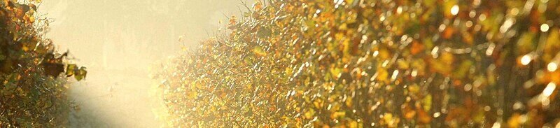Il vino della Franciacorta fra discarica tossica e controlli mancati
