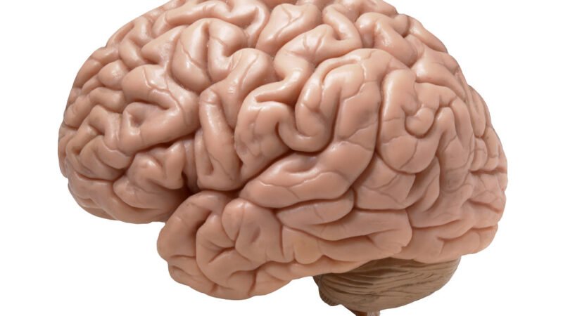Quando le neuroscienze incontrano il mito: il cervello al 10 per cento