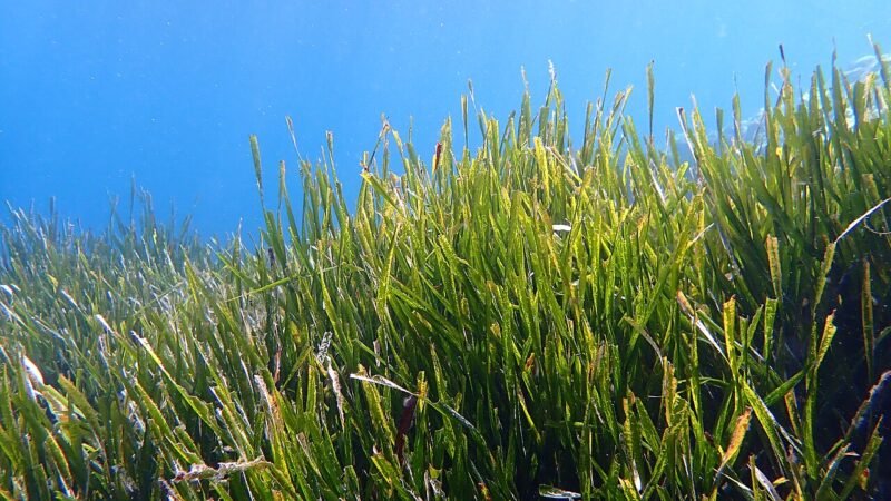 La strategia molecolare della Posidonia: come le piante marine sfidano l'oscurità