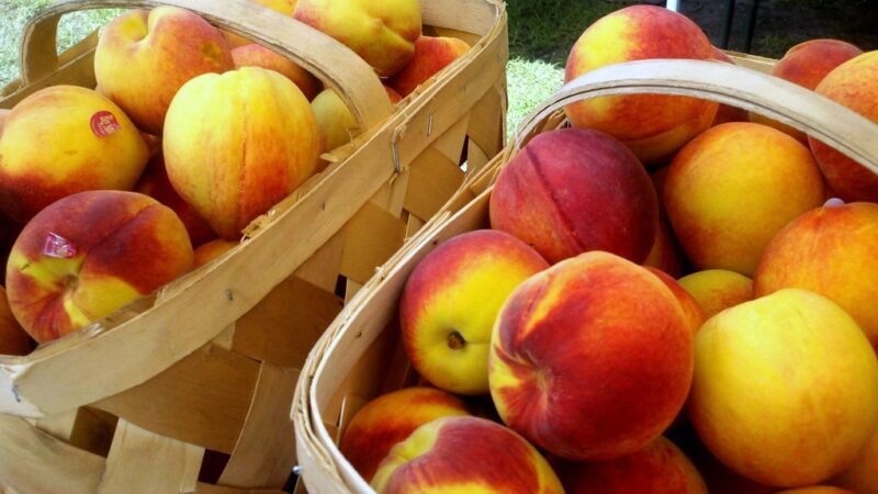 Quando il cibo diventa scienza: oltre il mito del benessere naturale